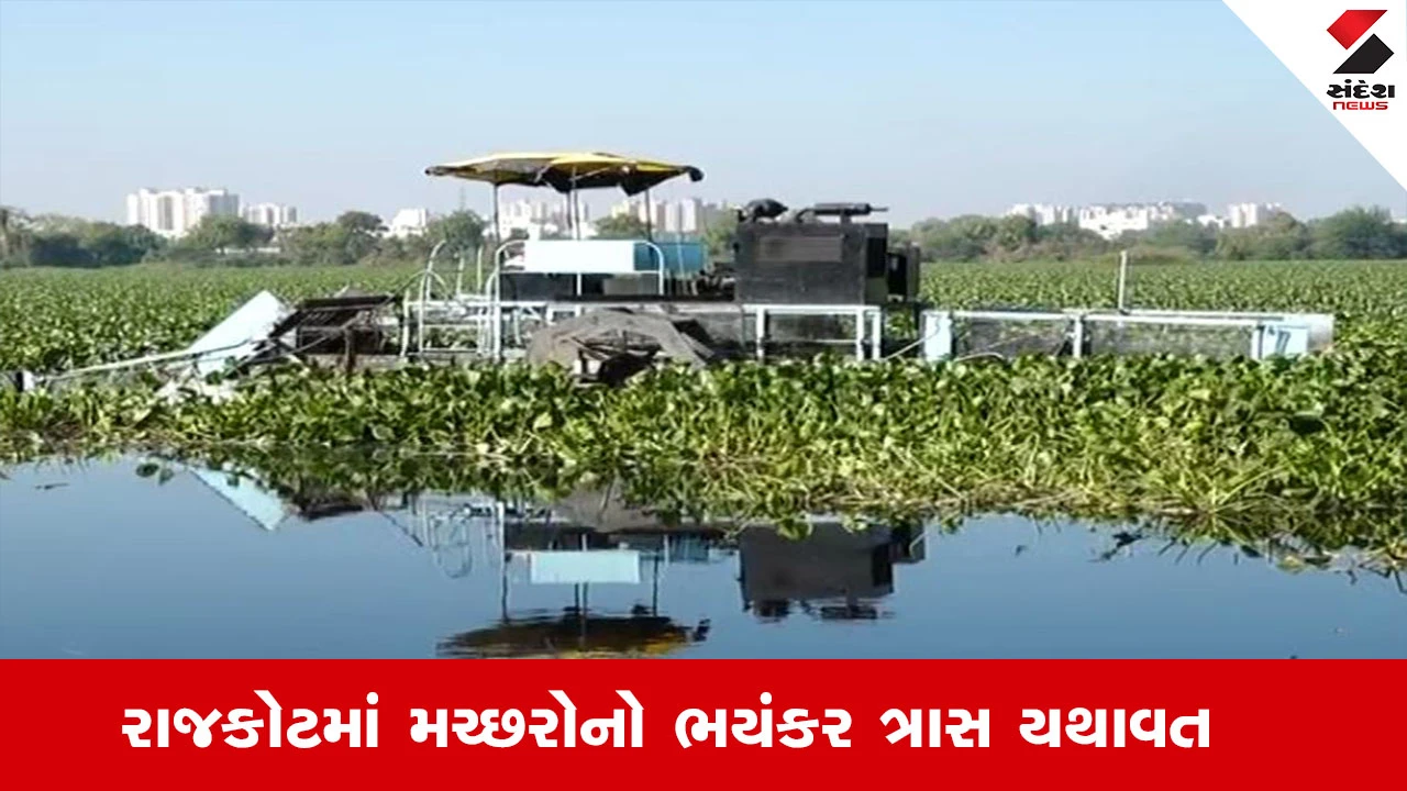 રાજકોટમાં મચ્છરનો ત્રાસ, બેડી નદીમાં જળકુંભીથી સ્થાનિકો અકળાયા.