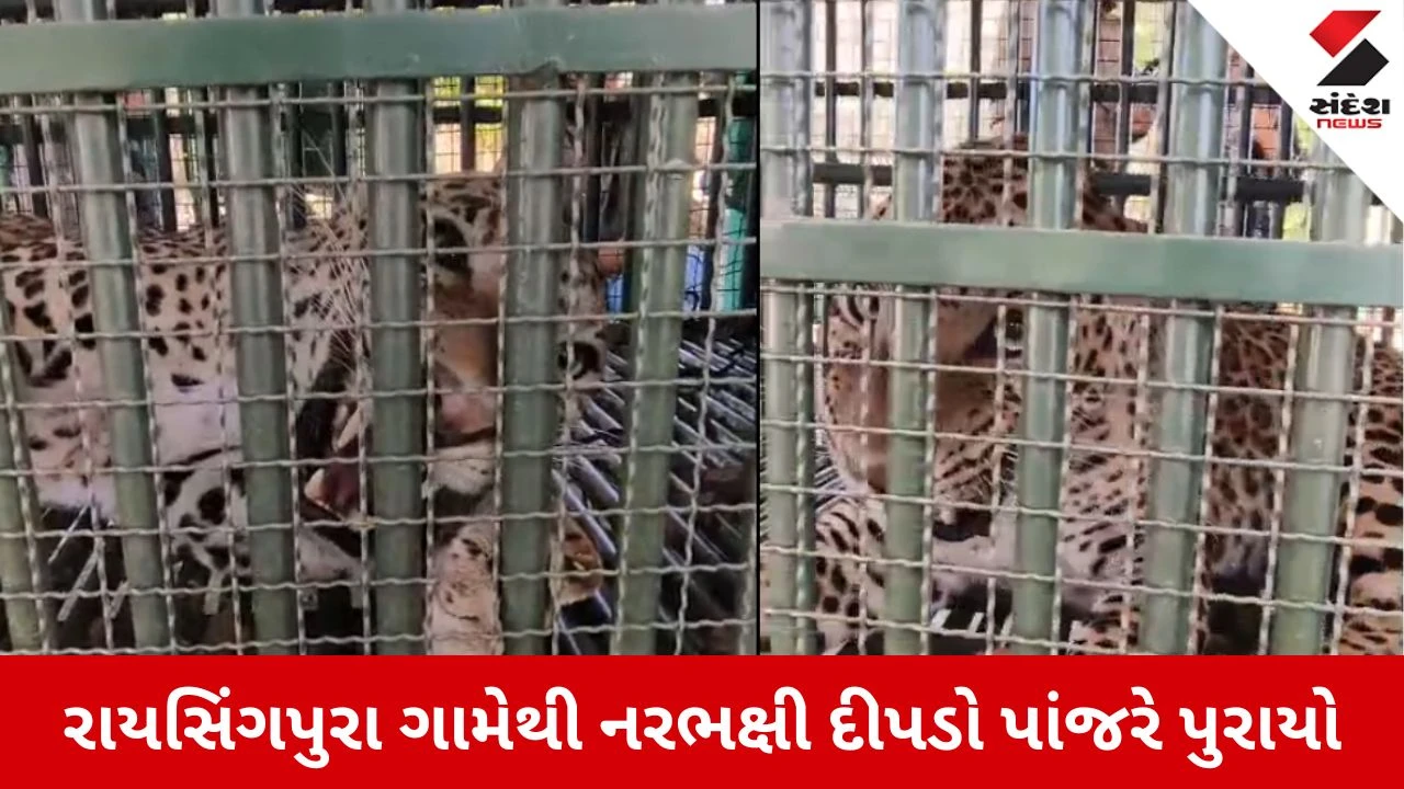 Chhota Udepur News: કવાંટમાં આધેડને ફાડી ખાનાર આદમખોર દીપડો આખરે પાંજરે પુરાયો, ગ્રામજનોએ લીધો રાહતનો શ્વાસ 