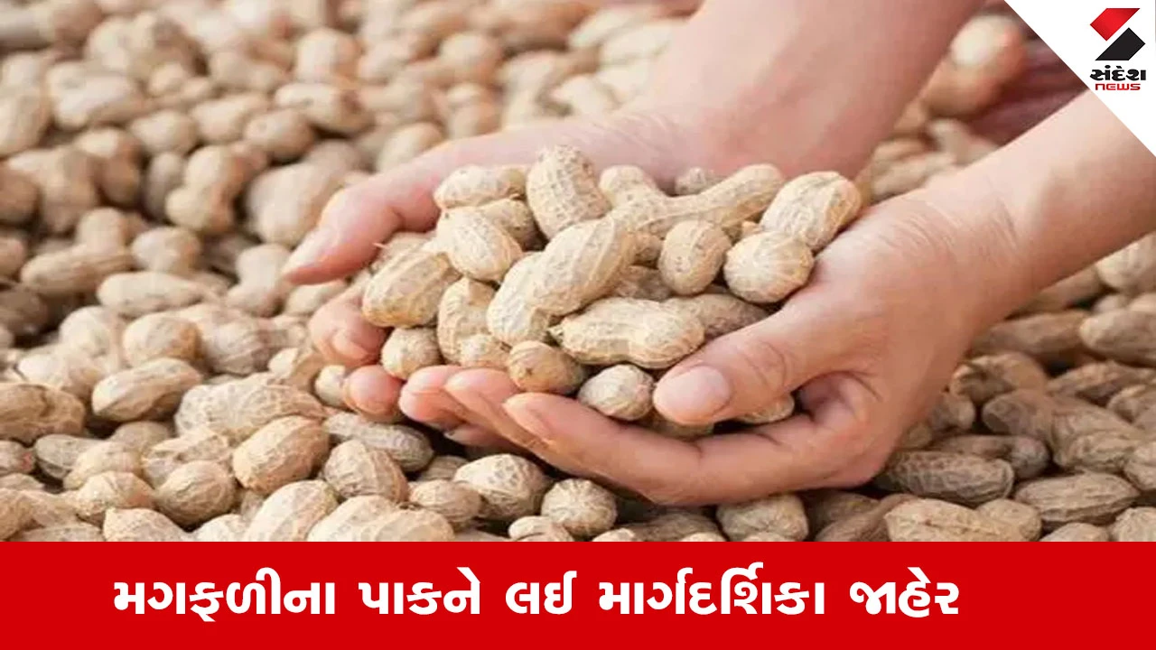 Agriculture News : ઉનાળુ મગફળીના પાકમાં સંકલિત રોગ-જીવાતના અસરકારક નિયંત્રણ માટે માર્ગદર્શિકા જાહેર