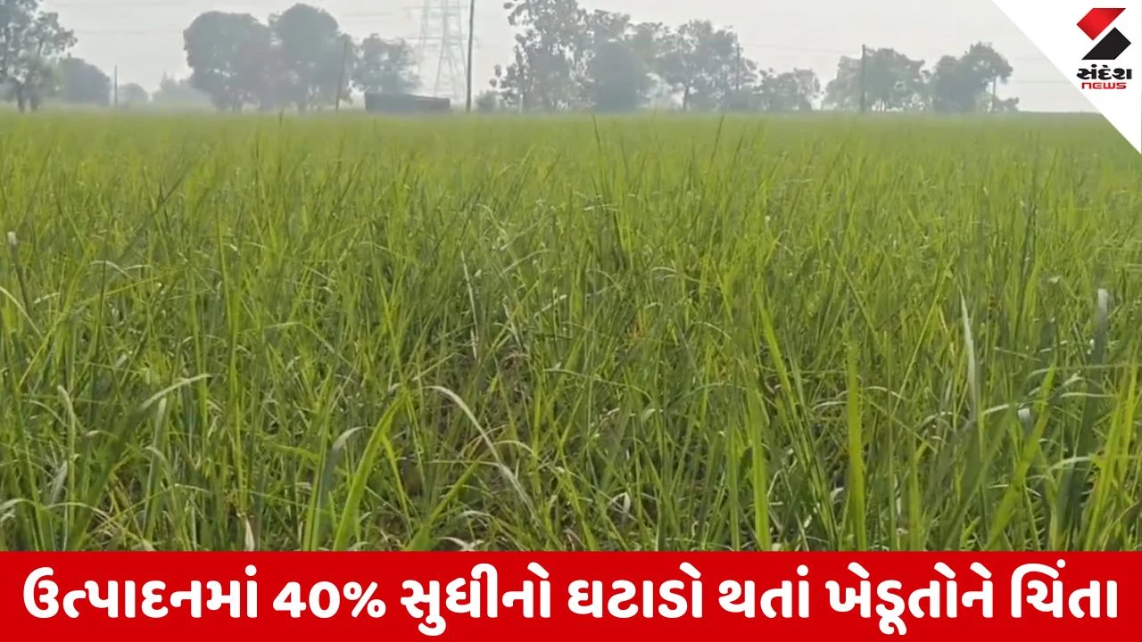 Surat : દક્ષિણ ગુજરાતમાં ખાંડ ઉદ્યોગ પર સંકટ, શેરડીના ઉત્પાદનમાં જંગી ઘટાડો ,31 માર્ચે જાહેર થશે ભાવ 