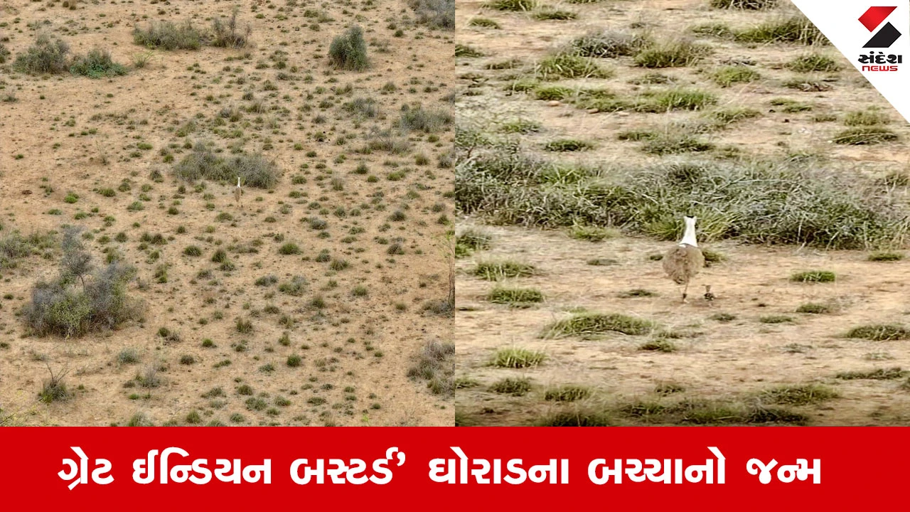 Kutch News : કચ્છમાં એક દાયકા બાદ ગ્રેટ ઈન્ડિયન બસ્ટર્ડ' ઘોરાડના બચ્ચાનો જન્મ થયો