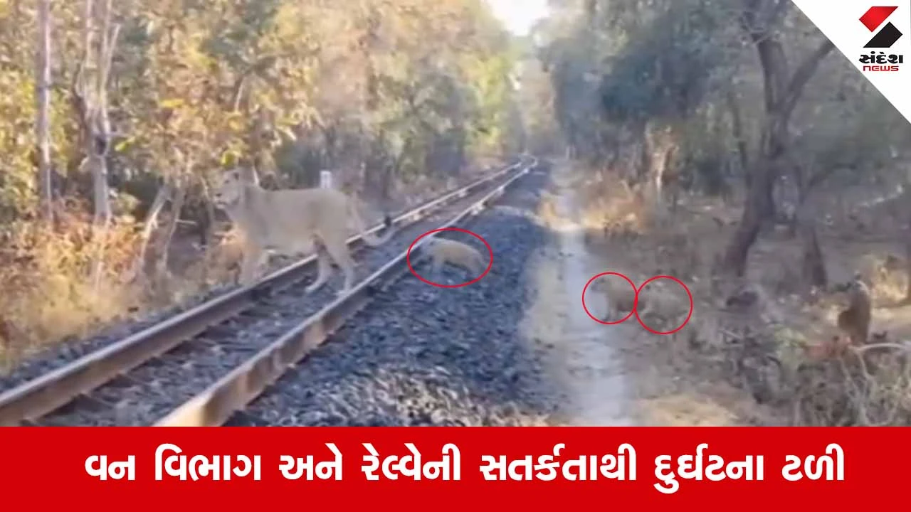 Gir National Park: રેલ્વે ટ્રેક પર સિંહણ અને 3 બચ્ચા આવી ચડતા ટ્રેનના પૈડાં થંભી ગયા, મોટી દુર્ઘટના ટળી 