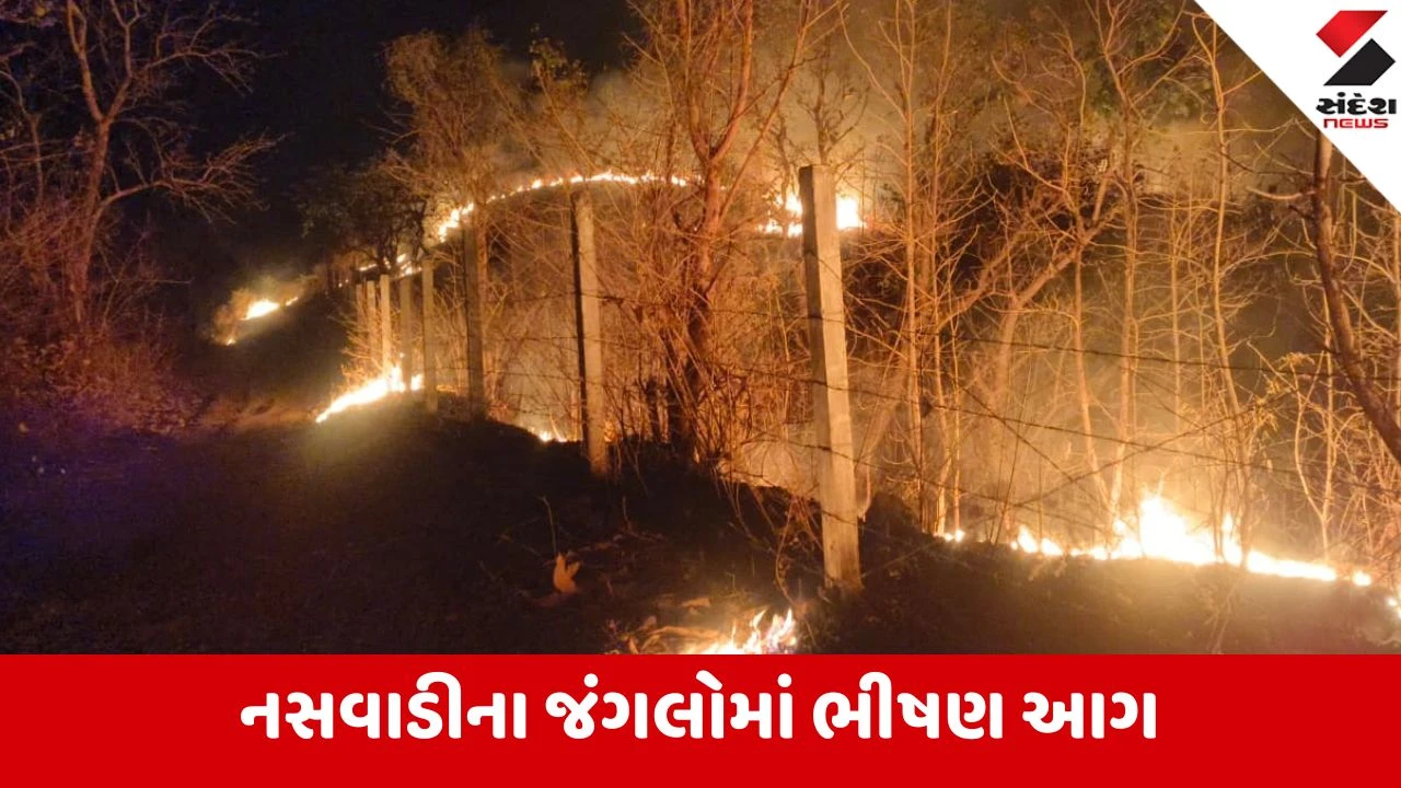 છોટા ઉદેપુરના નસવાડીના કુકરદા જંગલમાં ભીષણ આગ, વન સંપત્તિને ભારે નુકસાન.
