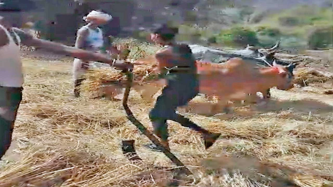 હિંમતનગર: પોશીનાના બારા ગામમાં આજે પણ 'ખળા'ની પ્રાચીન પરંપરા જીવંત છે.