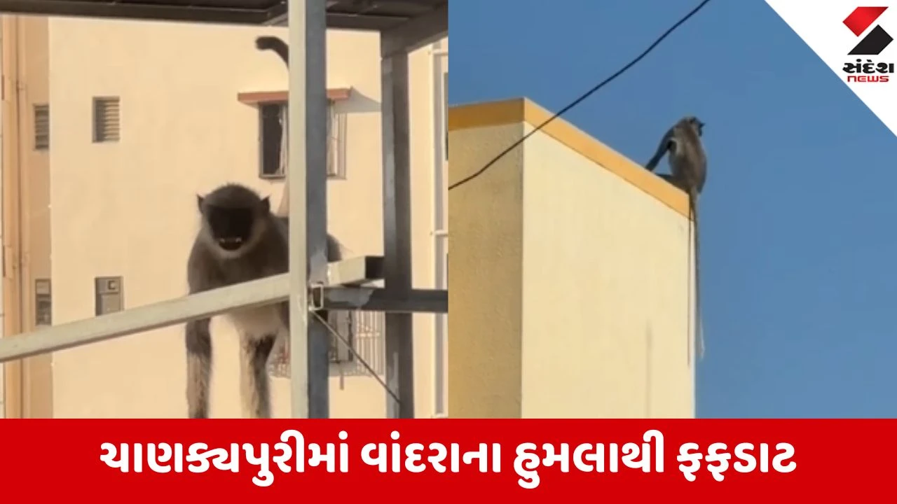 અમદાવાની ચાણક્યાપુરીમાં વાંદરાનો આતંક, મહિલા અને બાળકી પર હુમલો થતા ભયનો માહોલ.