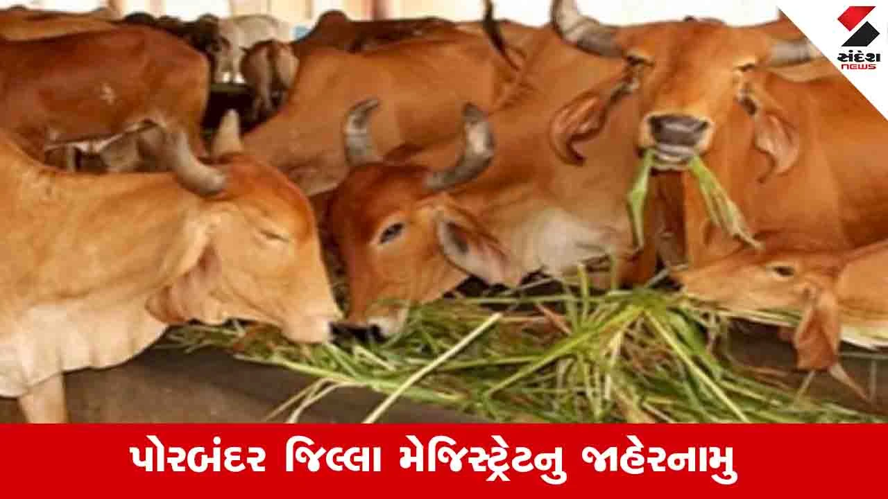 Porbandar News: મનપા વિસ્તારમાં પશુઓને જાહેરમાં ઘાસચારો નાંખવા તથા વેચાણ પર પ્રતિબંધ 