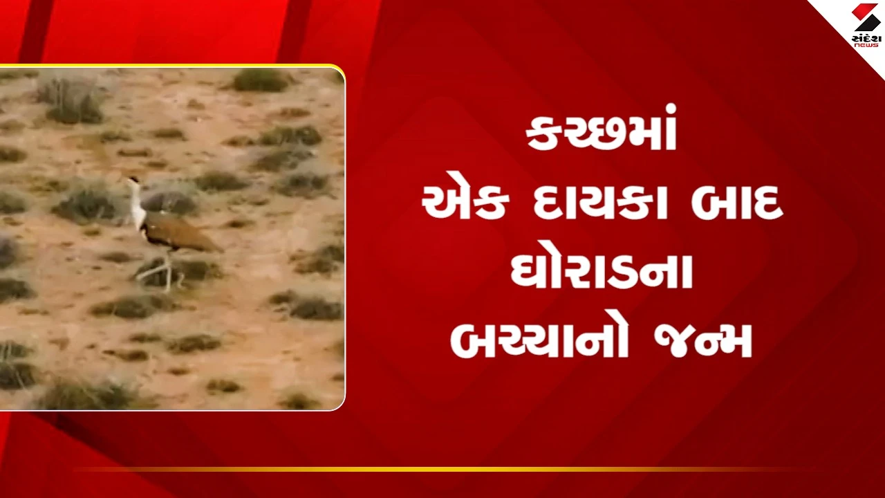 Kutchમાં એક દાયકા બાદ ગ્રેટ ઈન્ડિયન બસ્ટર્ડ' ઘોરાડના બચ્ચાનો જન્મ થયો, જુઓ Video