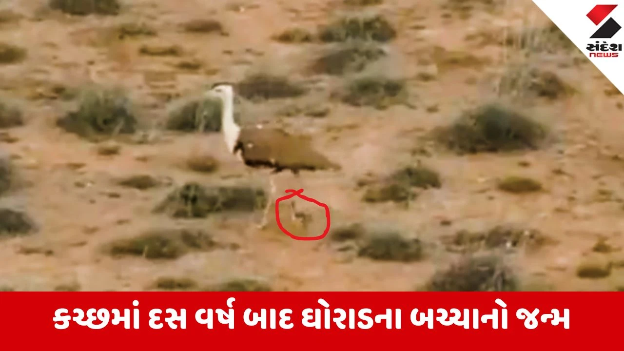 Kutch: ગુજરાત વન વિભાગની ઐતિહાસિક સિદ્ધિ, અબડાસામાં જન્મેલા ઘોરાડના બચ્ચાએ વન્યજીવ પ્રેમીઓમાં જગાવી નવી આશા 
