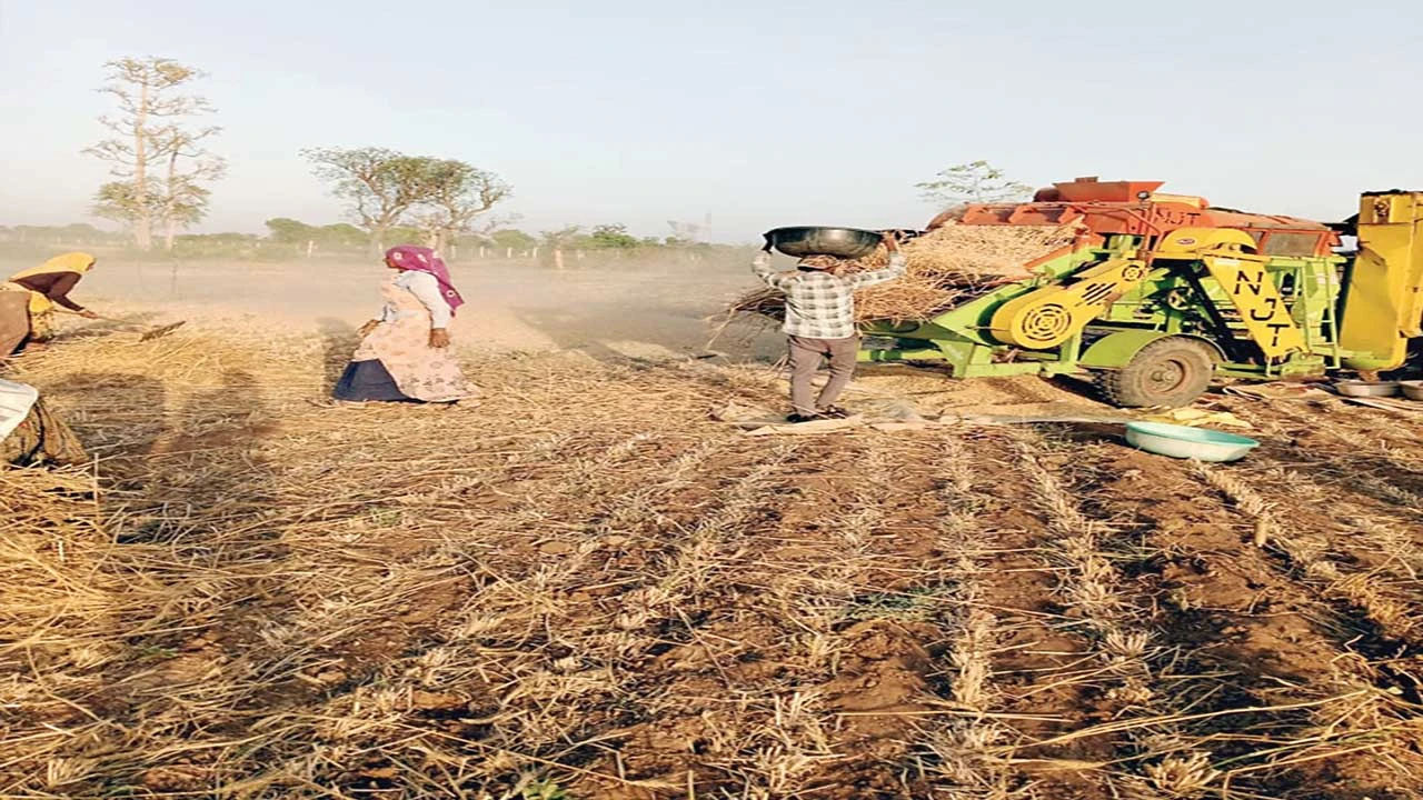 વાવ-થરાદ અને બનાસકાંઠામાં માવઠાની આગાહી વચ્ચે ખેડૂતોની ઘઉં લેવાની મથામણ ચાલુ.