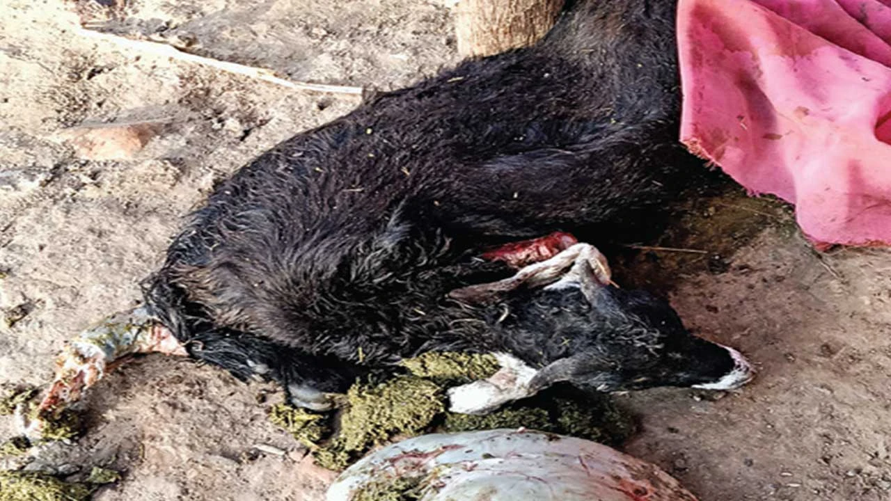 Kheda: ડભાલીમાં હિંસક પ્રાણી દ્વારા પાંચ બકરાનું મારણ થતા ભય, વન વિભાગની તપાસ.