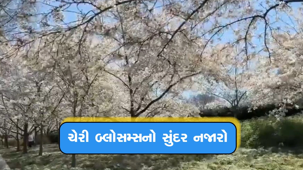 વોશિંગ્ટનમાં વસંત: ચેરી બ્લોસમ્સનું અદ્ભુત દૃશ્ય.