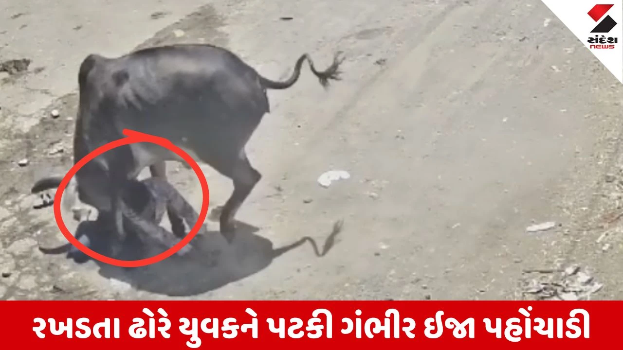Rajkot : કોટડા સાંગાણીના વેરાવળ પાસે રખડતા ઢોરની અડફેટે આવેલો યુવાન ગંભીર રીતે ઇજાગ્રસ્ત