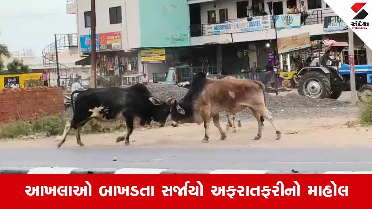 Vadodaraના વાઘોડિયામાં રોડ પર આખલાઓ બાખડ્યા, ગુગલીયાપુરા બસ સ્ટેન્ડ પાસે 'આખલા યુદ્ધ'થી વાહનચાલકોમાં ફફડાટ