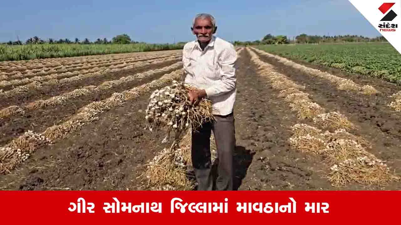 Gujarat News: માવઠાને કારણે ગીર સોમનાથના ખેડૂતો પર આફત, લસણના પાકને ભારે નુકસાન 