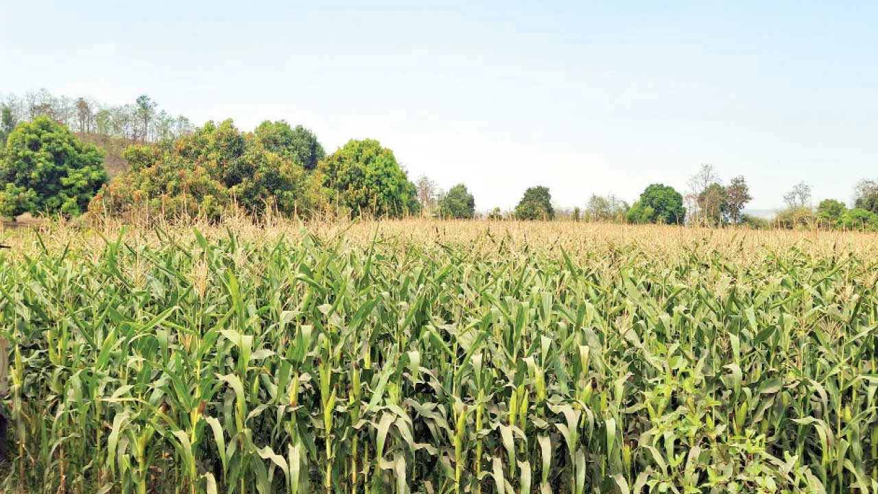 નર્મદાના દેડિયાપાડા અને સેલંબા MARKET YARD બંધ થતાં સ્થાનિક ખેડૂતોને નુકસાન.