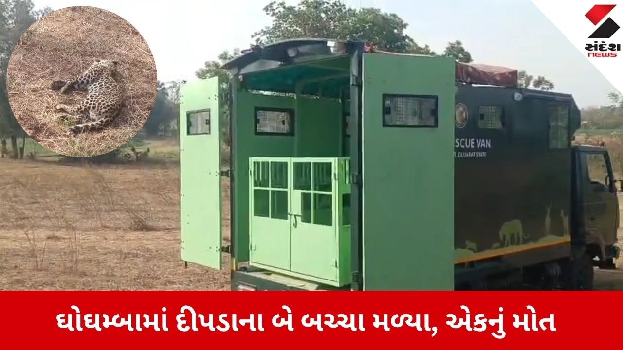 Panchmahal News: ઘોઘંબામાં દીપડાના બે બચ્ચા મળ્યા, એકનું મોત, બીજું ગંભીર ઈજાગ્રસ્ત 