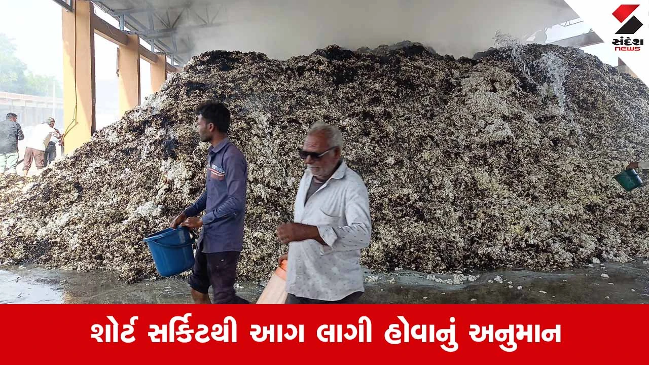 Amreliના બાબરા માર્કેટિંગ યાર્ડમાં કપાસના ઢગલામાં લાગી ભીષણ આગ, લાખોનો કપાસ બળીને થયો ખાખ