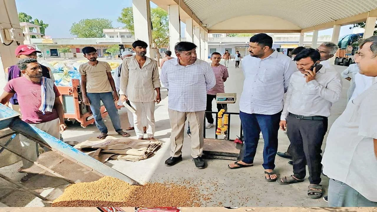Dhandhuka: ધંધૂકા APMCમાં MSP હેઠળ ચણાની ખરીદીનો પ્રારંભ કરાયો 