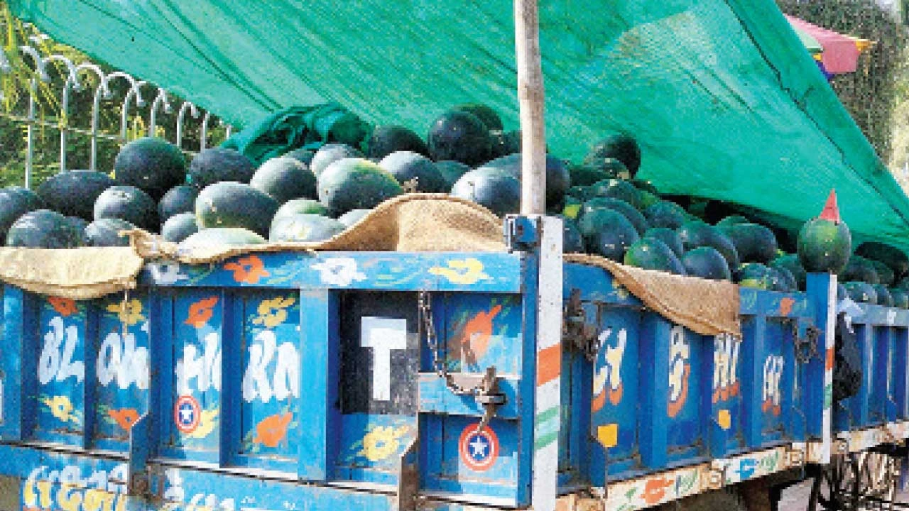 છોટાઉદેપુર જિલ્લામાં આશરે 150 ટન તડબૂચનું વેચાણ, ઉનાળામાં ઠંડક અને સ્વાસ્થ્ય માટે ફાયદાકારક.