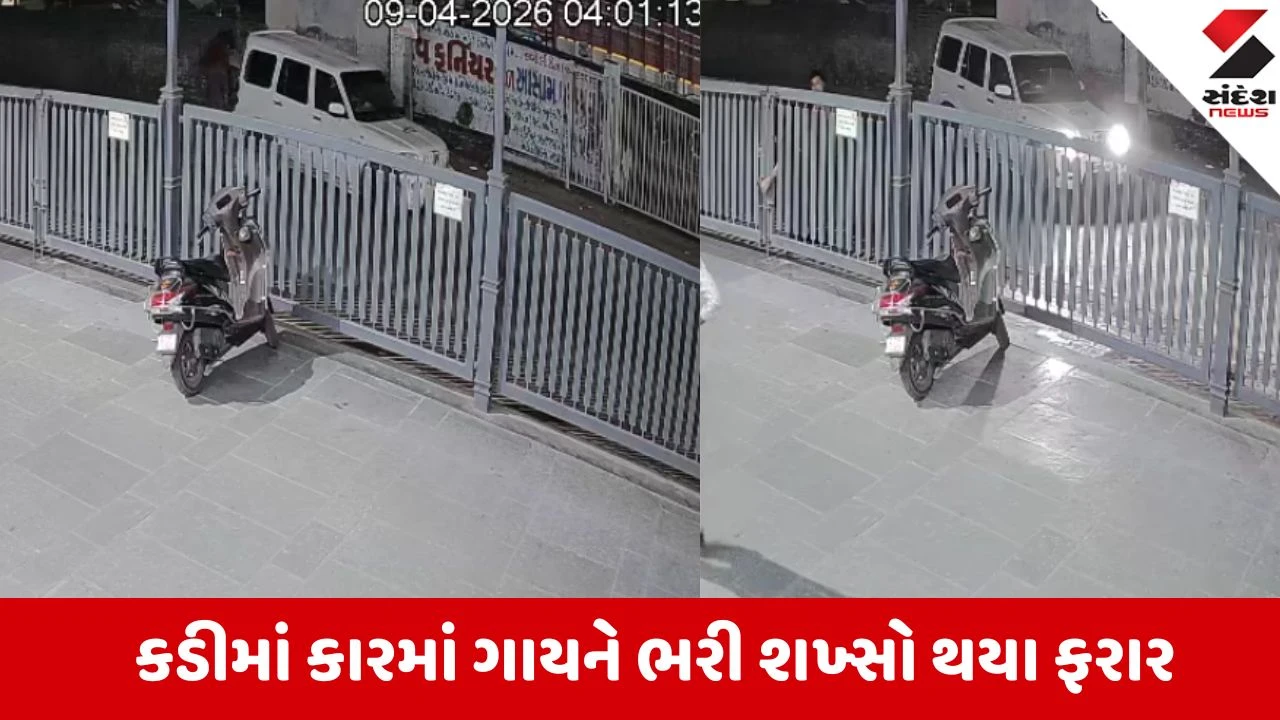 કડીમાં સ્કોર્પિયો કારમાં ગાયને અમાનવીય રીતે ગોંધી રાખતા શખ્સો વિરુદ્ધ ફરિયાદ નોંધાઇ.