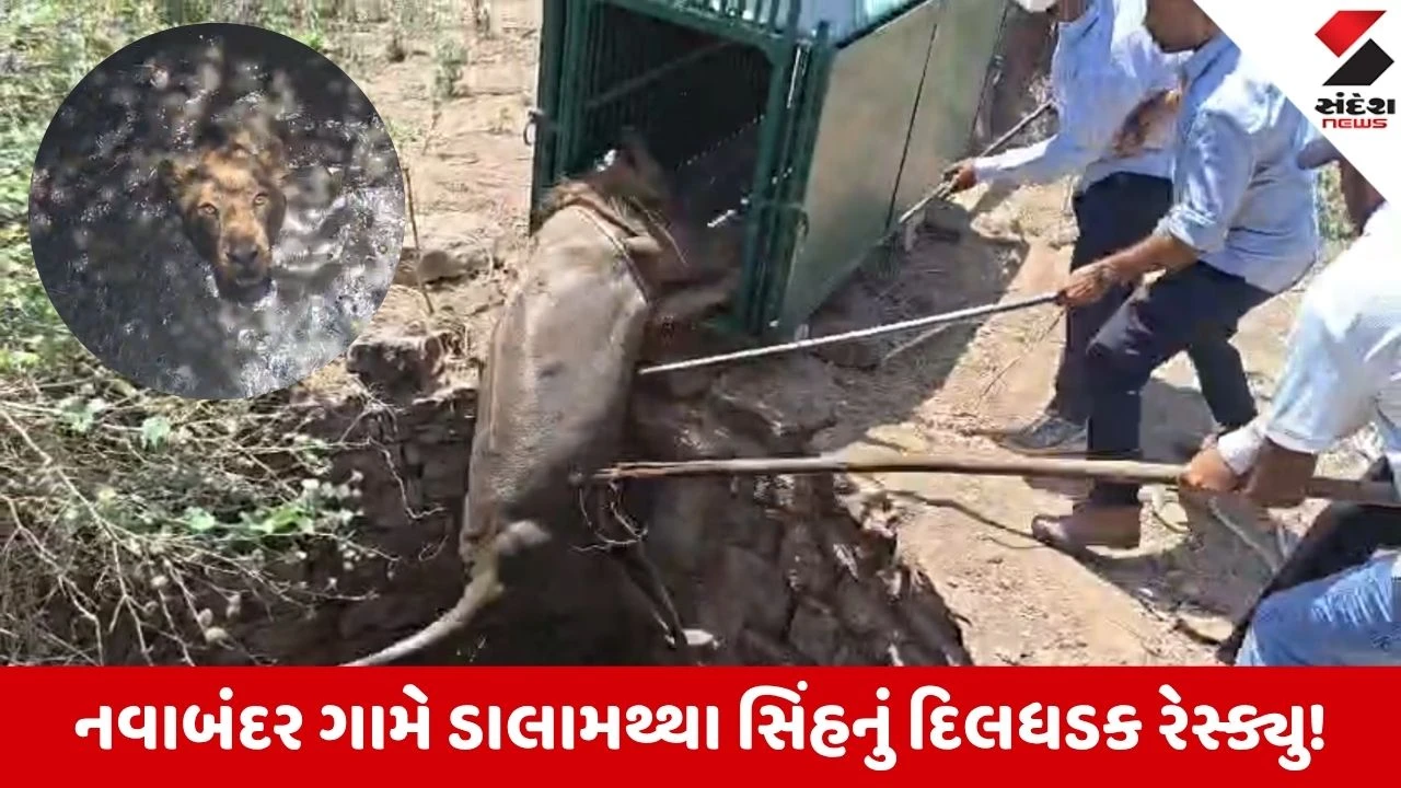 Gir Somnath News: ઉનાના નવાબંદરમાં ડાલામથ્થો કૂવામાં ખાબક્યો, વન વિભાગે દિલધડક રેસ્ક્યુ કરી વનરાજને આપ્યું નવજીવન 
