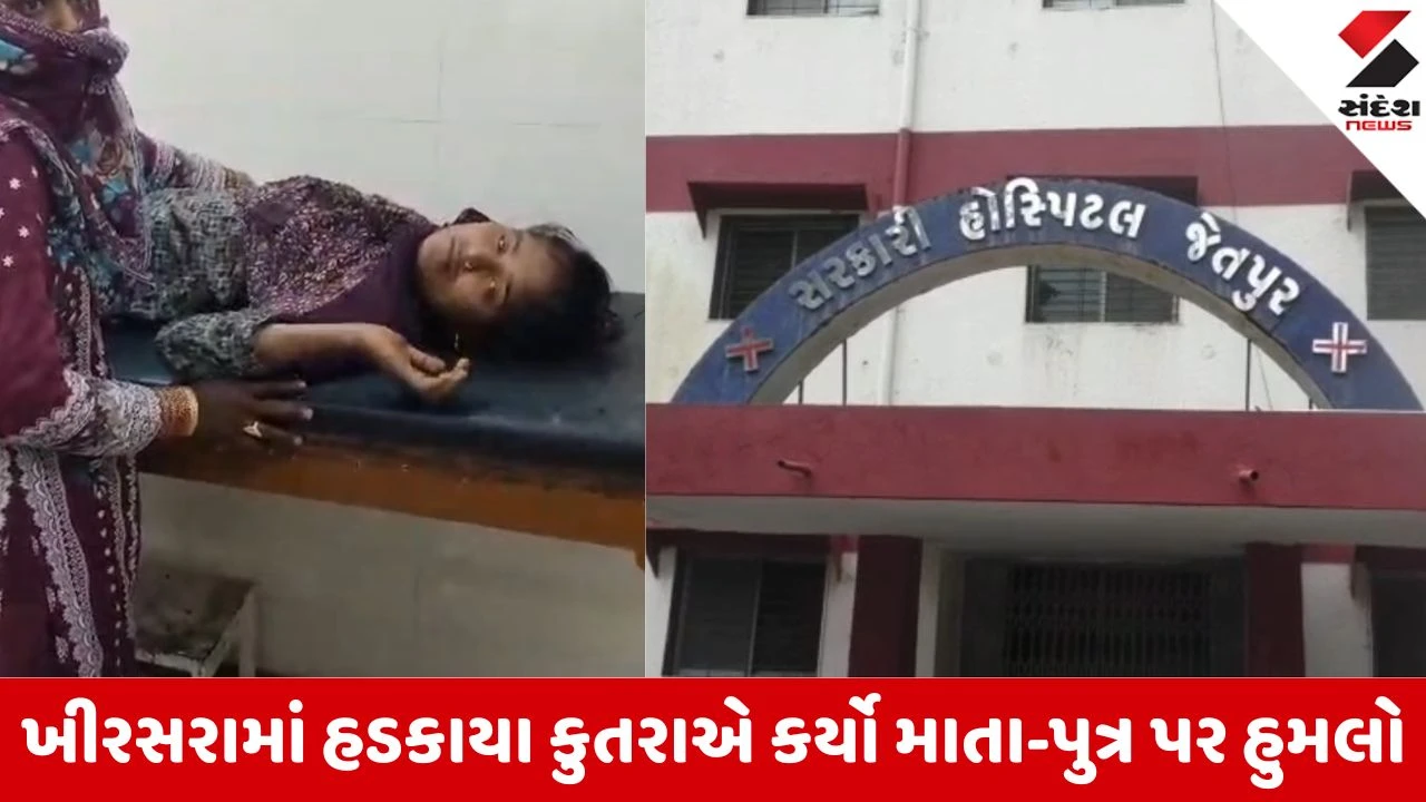 Rajkot News: જેતપુરના ખીરસરામાં હડકાયા કુતરાનો આતંક, ખેતરમાં રમતા માસૂમ બાળક પર હુમલો, પુત્રને બચાવવા વચ્ચે પડેલી માતાને પણ કરડ્યું 