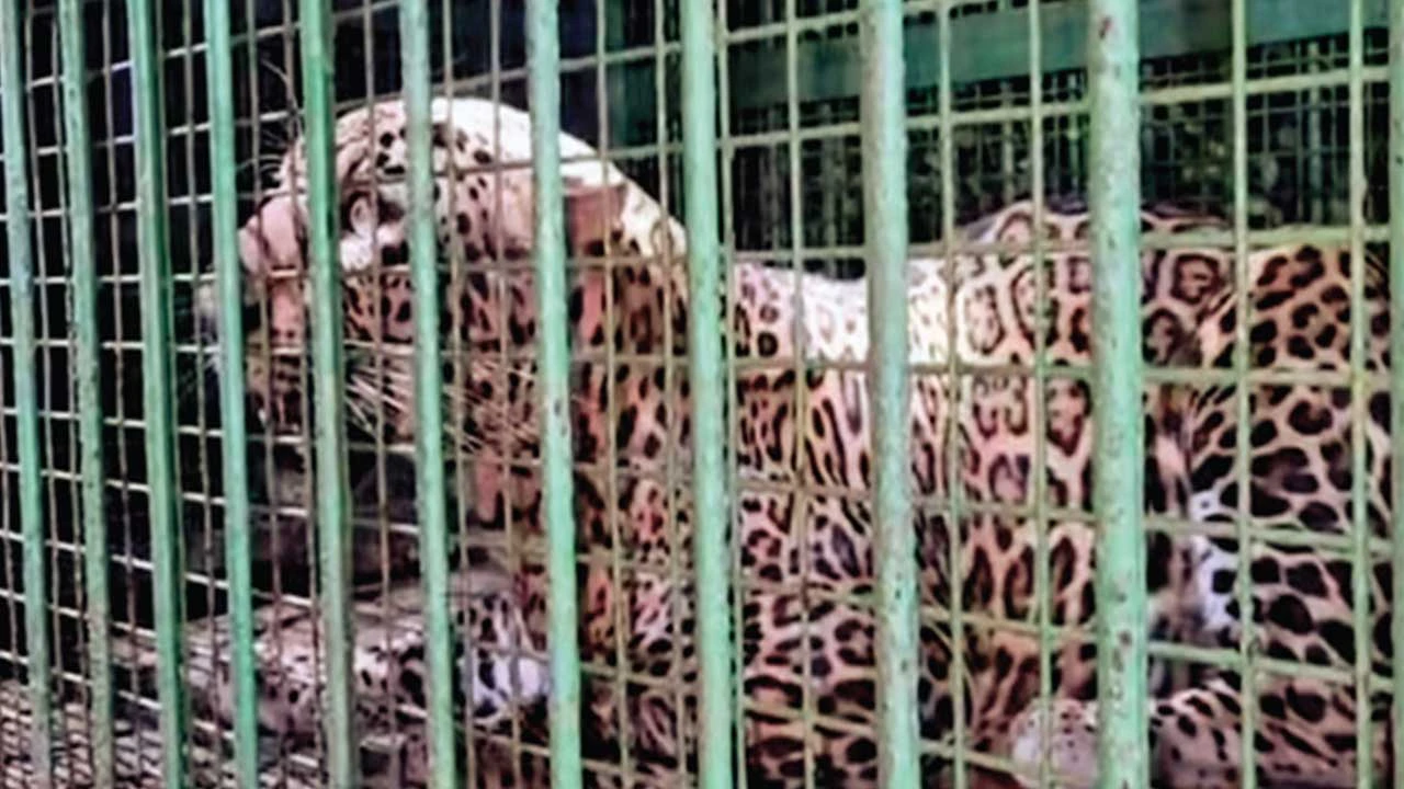 નડિયાદ: વસંત વિહાર સોસાયટીમાંથી ખુંખાર દીપડાને વન વિભાગ દ્વારા પાંજરે પુરાતાં સ્થાનિકોએ રાહત અનુભવી.