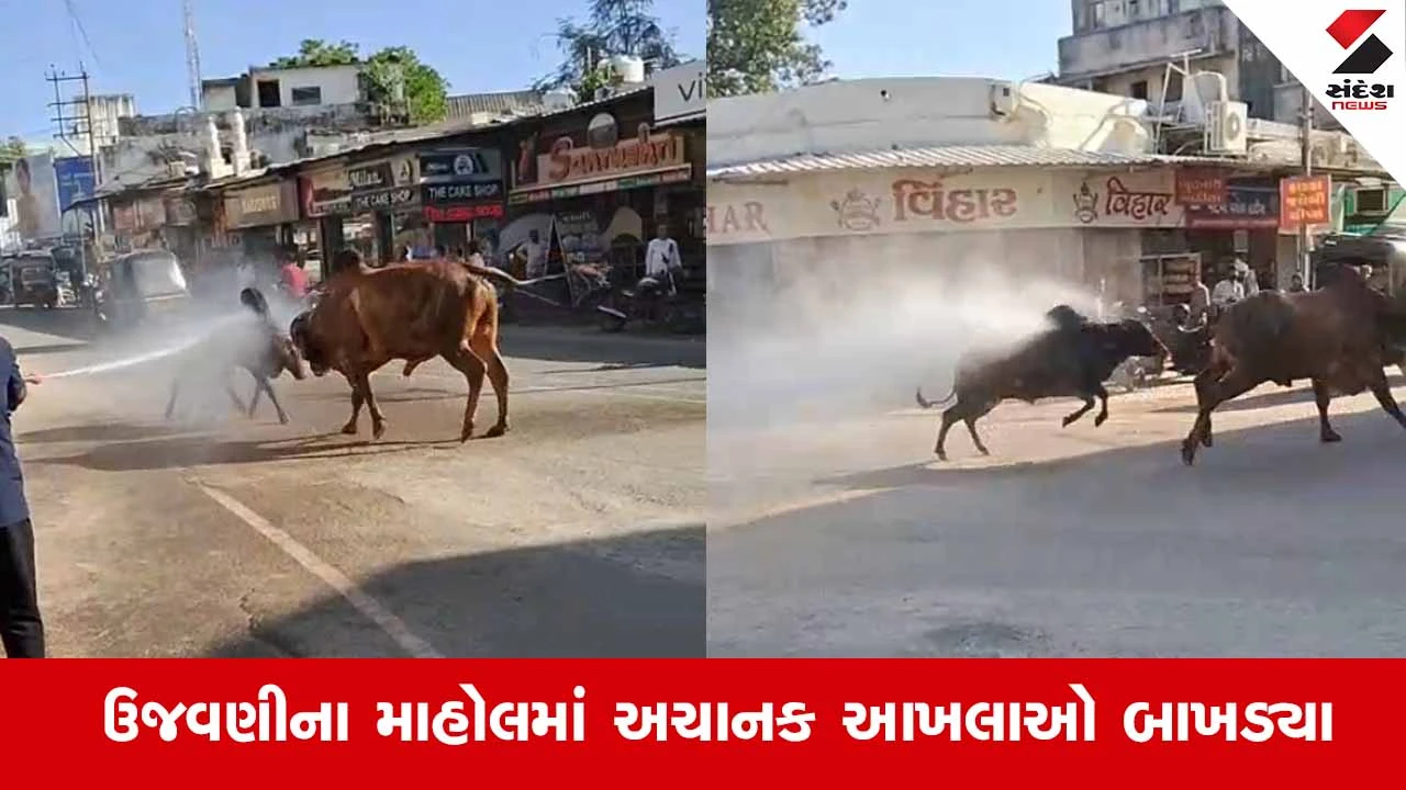 Junagadhના કાળવા ચોકમાં આંબેડકર જયંતિની ઉજવણી વચ્ચે 'આખલા યુદ્ધ', ફાયર બ્રિગેડે પાણીનો મારો ચલાવવો પડ્યો