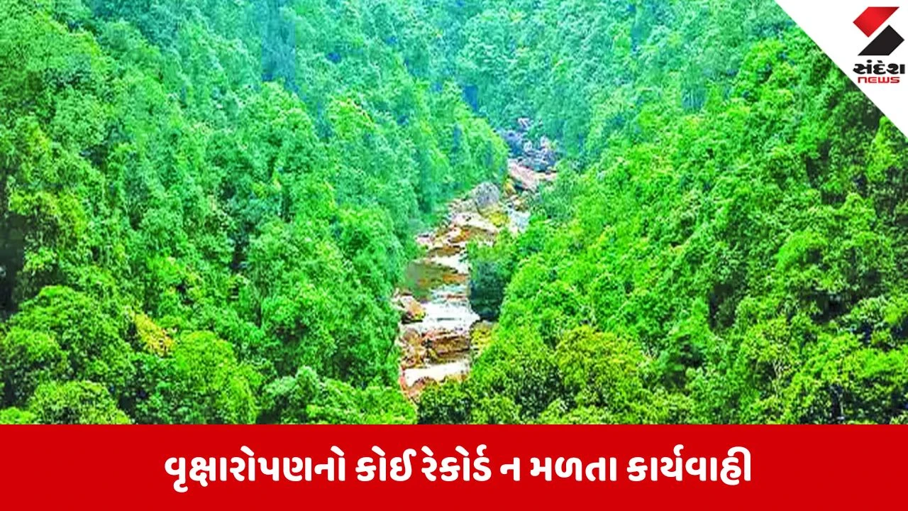 Bhopalમાં 4100 વૃક્ષો કાપ્યા પણ નવા ક્યાં રોપાયા તેની યાદી ગાયબ, NGTએ 5 વર્ષનો હિસાબ માંગ્યો 