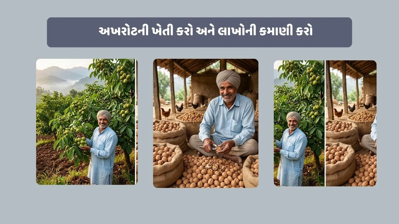 એક જ ઝાડથી 28-30 હજારની કમાણી, ખેડૂતો Walnutની ખેતી આ રીતે કરી શકે છે.