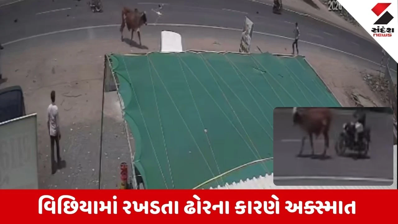 Rajkot News: વીંછિયામાં રખડતા ઢોરનો આતંક, આખલો આડે આવતા બાઈક સવાર ફંગોળાયો
