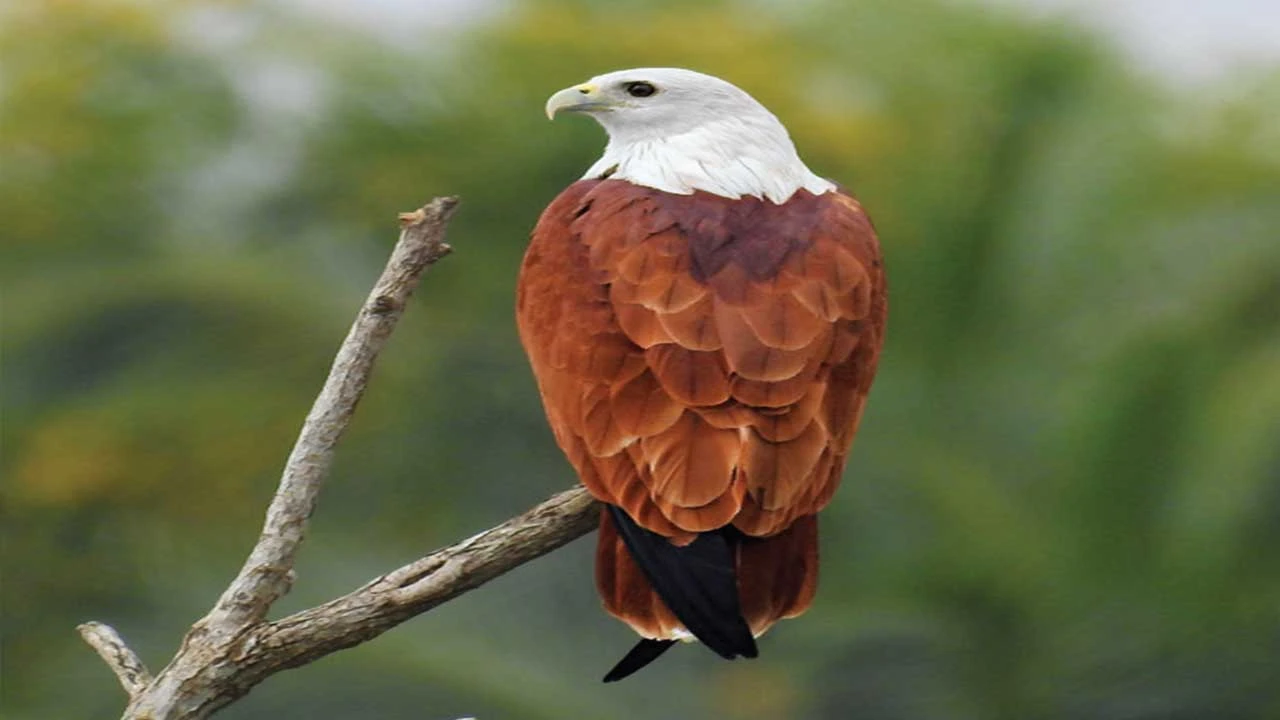 શિકારી અને શક્તિશાળી પક્ષી : ભારતીય ગરુડ