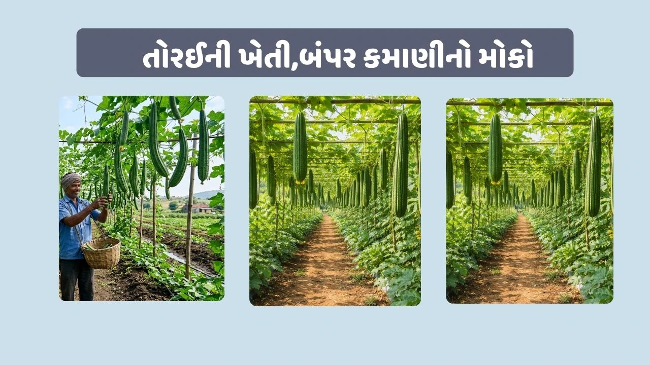 માત્ર ₹60ના રોકાણથી તોરઈની ખેતી શરૂ કરો અને લાખોની કમાણી કરો.