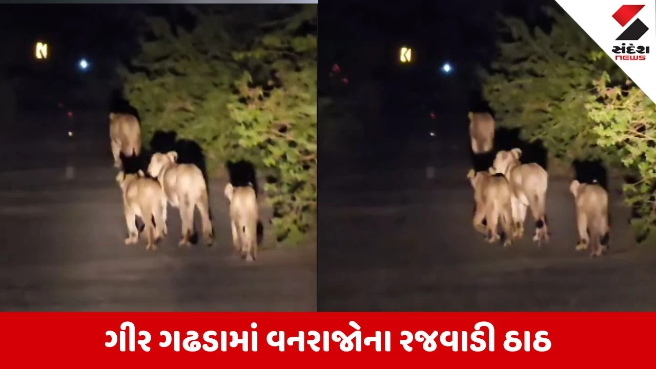 Gir Somnath News: ગીર ગઢડાના ઝાખિયા રોડ પર સિંહ પરિવારની 'શાહી લટાર', ડાલામથ્થા રસ્તા વચ્ચે ઉતરતા વાહનચાલકોના શ્વાસ અદ્ધર, જુઓ Video