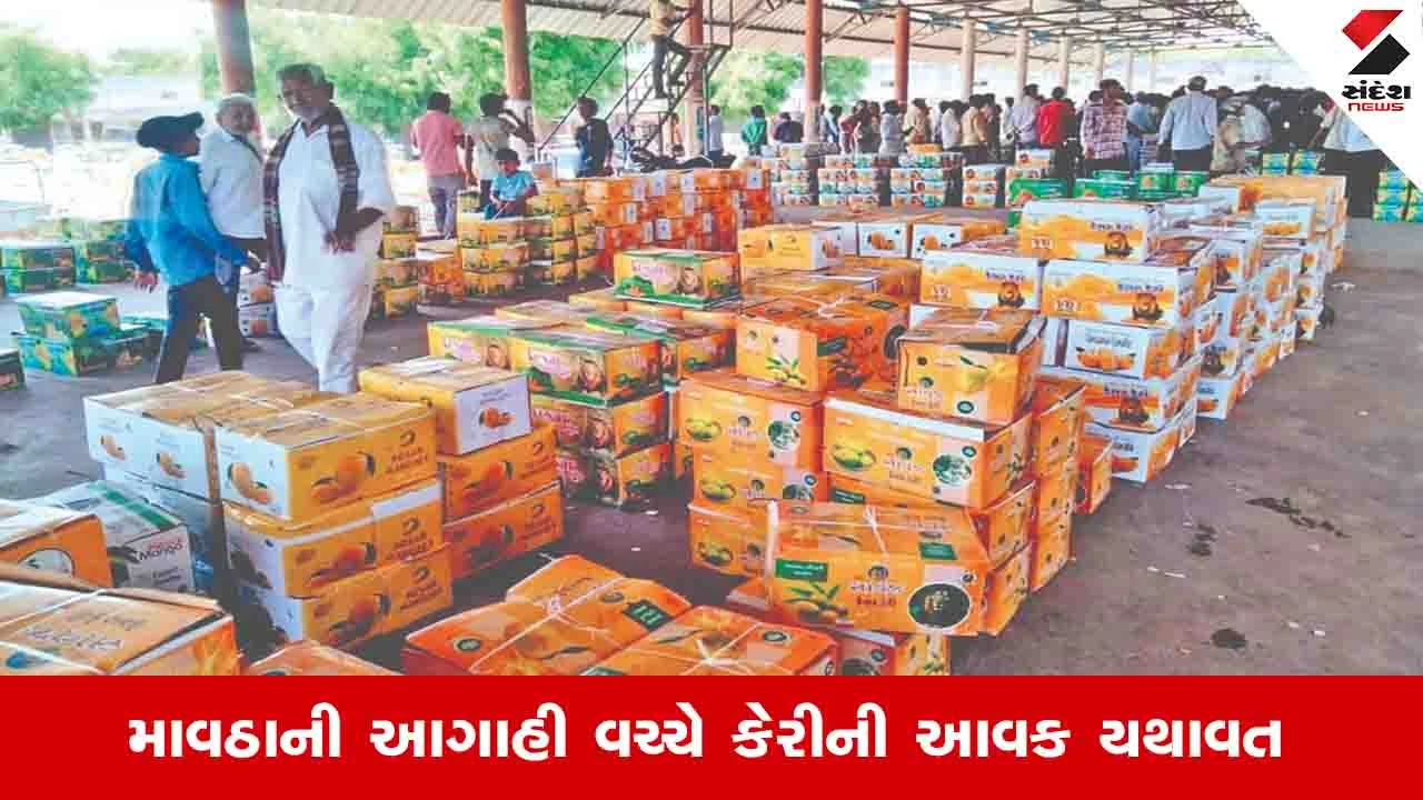 केसर आम सस्ता जूनागढ़ मंडी में भारी आवक से भाव गिरे