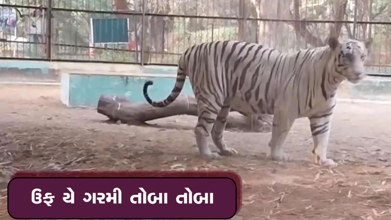 દૂર્ગના મૈત્રી બાગ ઝૂમાં ગરમી સામે ખાસ વ્યવસ્થા.