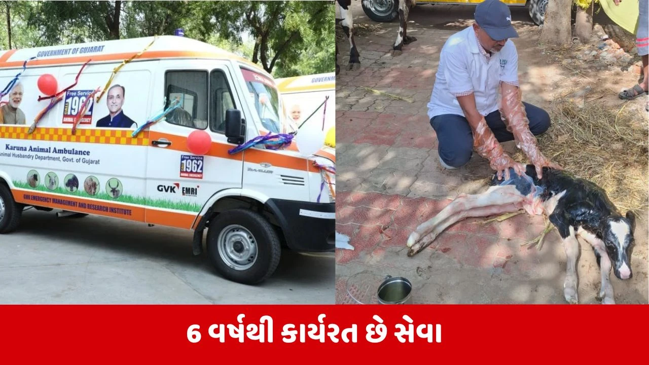 Anand : પશુપાલકો માટે વરદાનરૂપ બનતી 1962 એનિમલ હેલ્પલાઈન સેવા, 29,000થી વધુ પશુઓને વિનામુલ્યે સારવાર અપાઈ