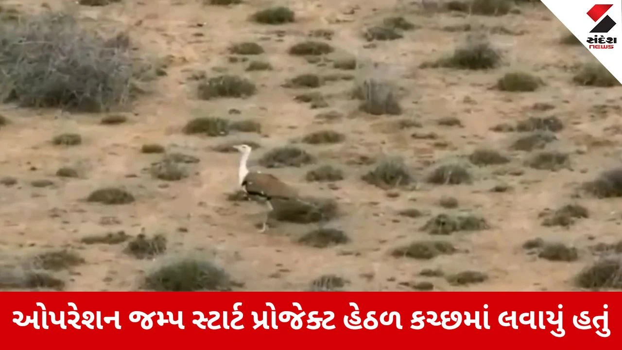 Kutch : અબડાસાના અભયારણ્યમાંથી ઘોરાડનું બચ્ચું ગુમ, વન વિભાગ દ્વારા સર્ચ ઓપરેશન તેજ