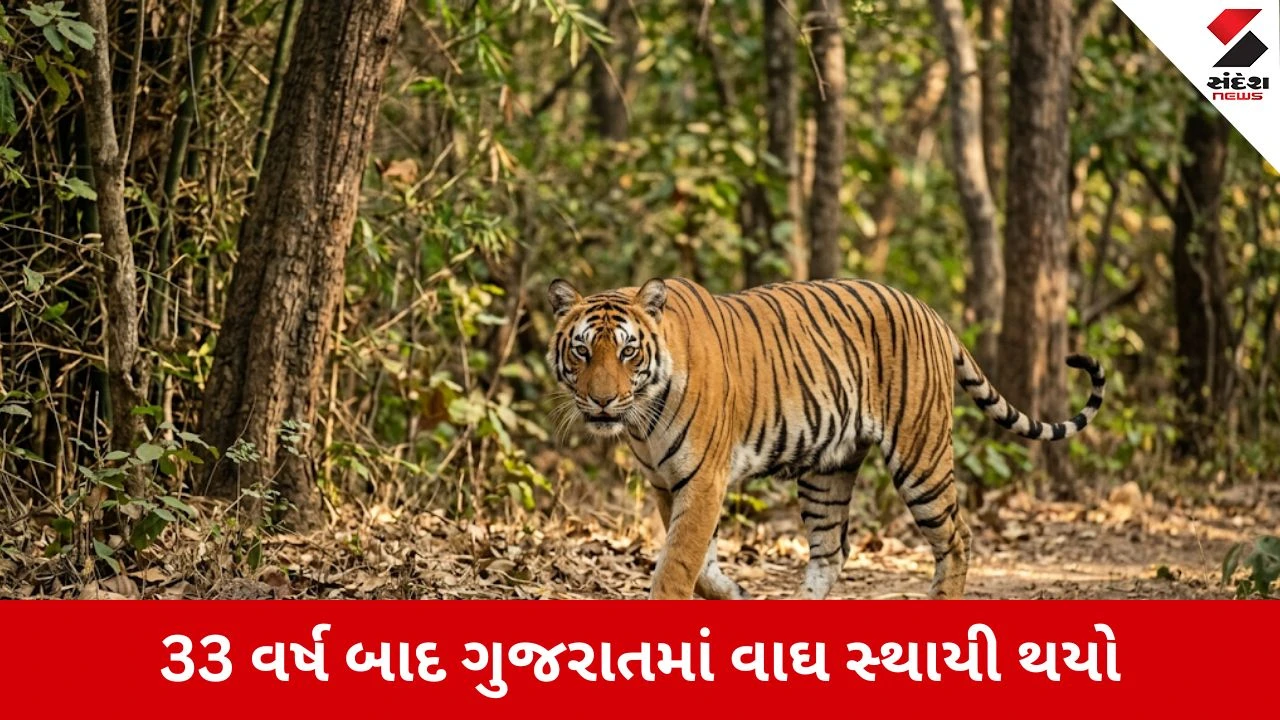 Dahod : રતન મહાલના જંગલમાં માદા વાઘ લવાશે, રાજ્યમાં વાઘની વસ્તીમાં વધારો થવાની આશા બંધાઇ