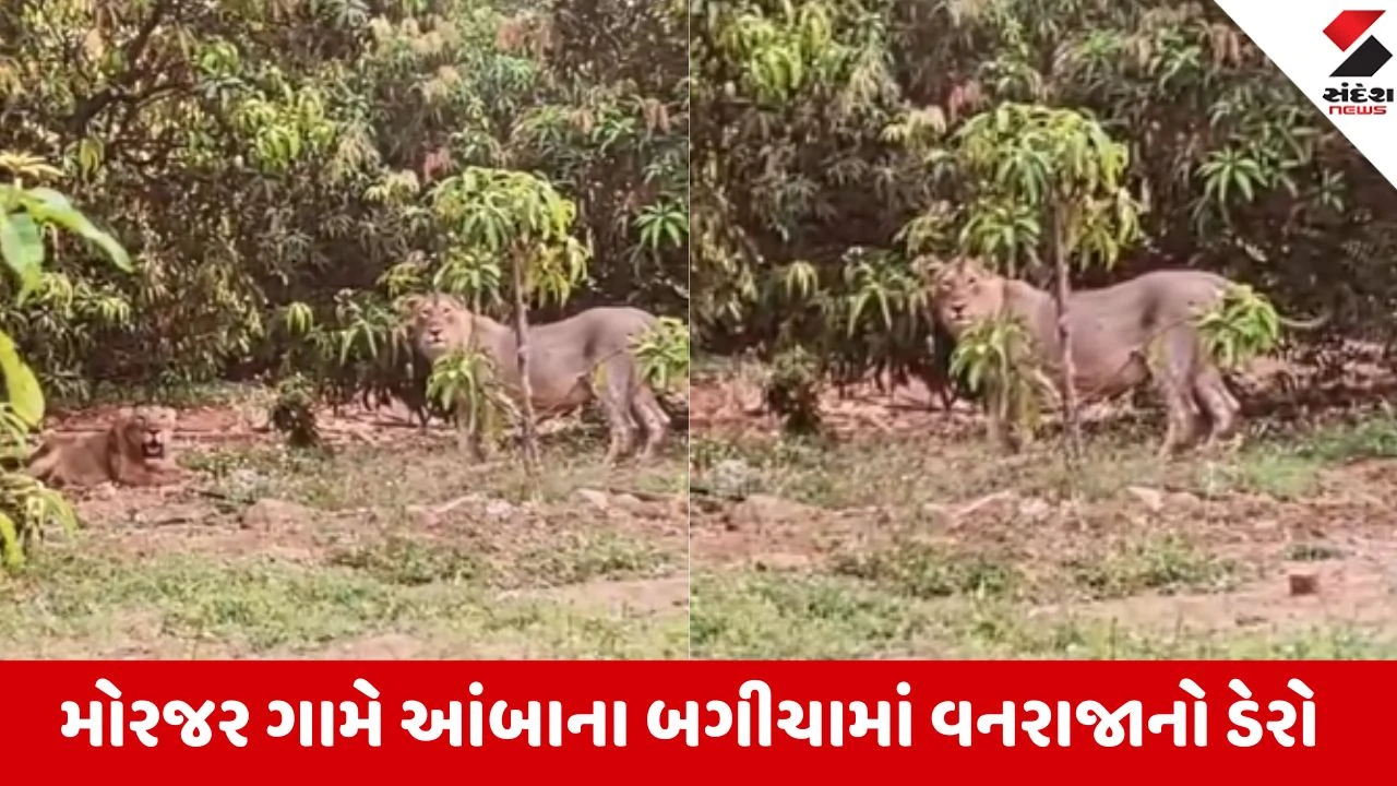 Amreli: ધારીના મોરજર ગામે આંબાના બગીચામાં વનરાજાનો ડેરો, આંબાના ઝાડ નીચે આરામ ફરમાવતો સિંહ પરિવાર કેમેરામાં કેદ