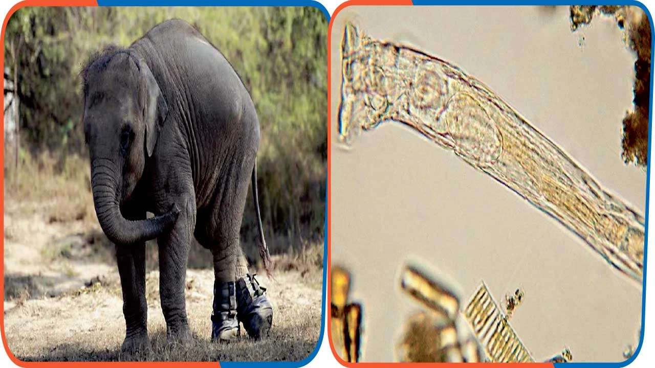 હાથીના બચ્ચા માટે ખાસ શૂઝ.