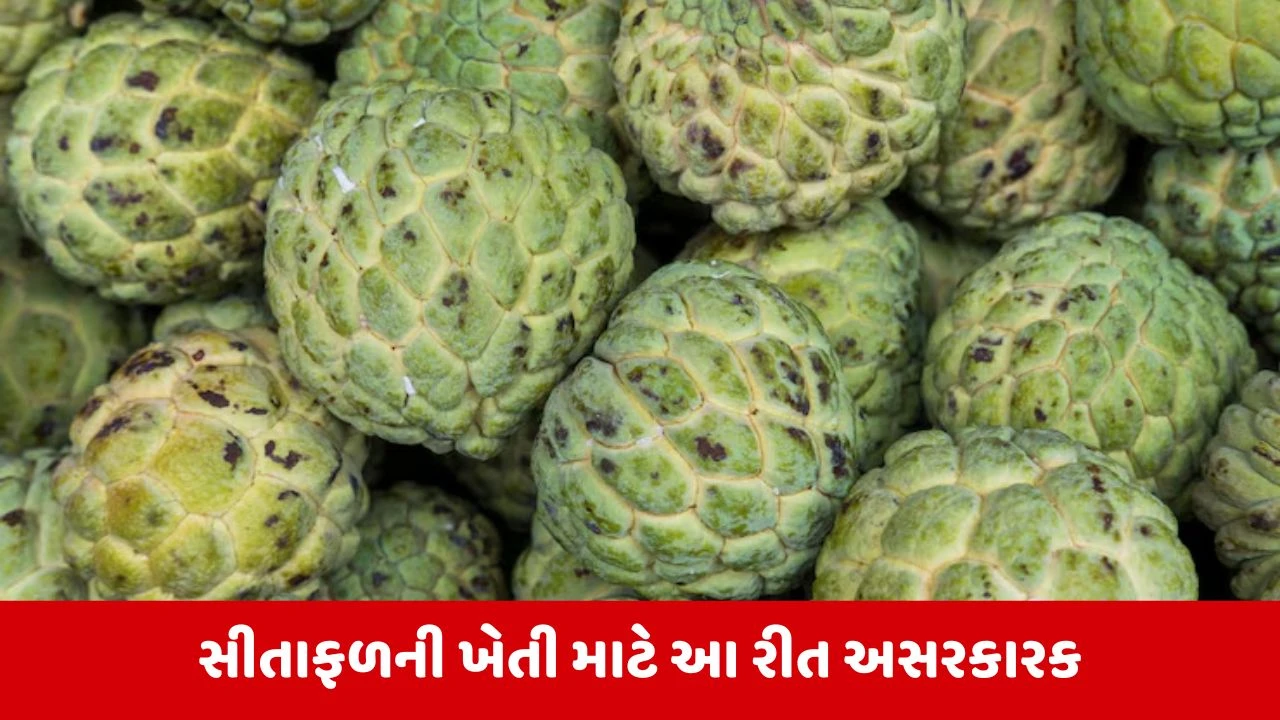 Natural Farming : સીતાફળનું ઓછા ખર્ચે અને ઓછા પાણીમાં વધુ ઉત્પાદન કેવી રીતે મેળવવું?