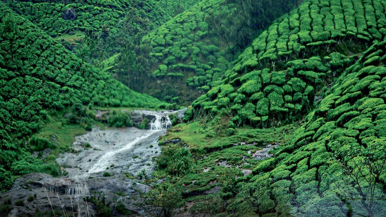 મુન્નાર: કુદરતનું અદભૂત સર્જન, 'દક્ષિણનું કાશ્મીર'
