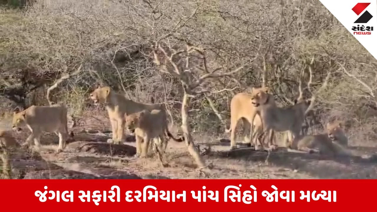 Porbandar News: ભાણવડના જંગલોમાં સિંહ ગર્જના! સફારી દરમિયાન પ્રવાસીઓને એકસાથે પાંચ સિંહોના થયા દર્શન