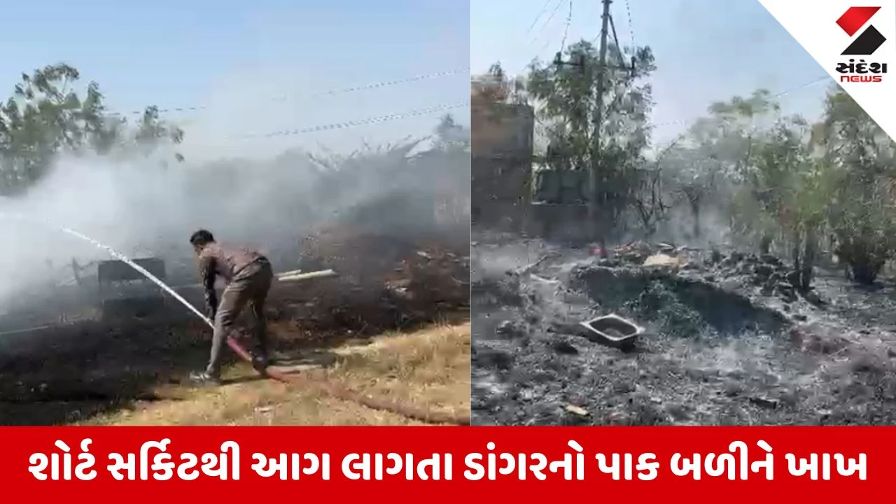Mahesana News: કડીના કલ્યાણપુરાની સીમમાં શોર્ટ સર્કિટથી ખેતરમાં આગ, ડાંગરનો ઊભો પાક બળીને ખાખ 