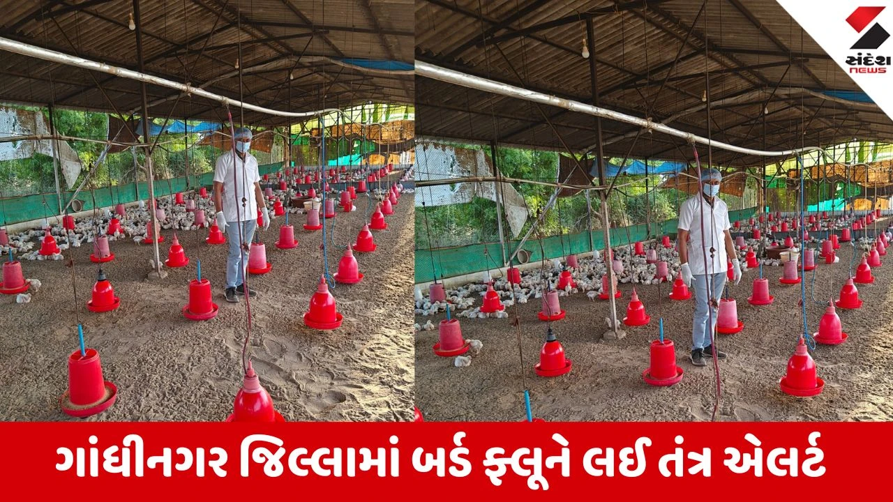 Gandhinagar: જિલ્લામાં બર્ડ ફ્લૂને લઈ તંત્ર એલર્ટ, 18 ટીમો દ્વારા વિવિધ તાલુકાના પોલ્ટ્રી ફાર્મમાં સઘન ચેકિંગ 