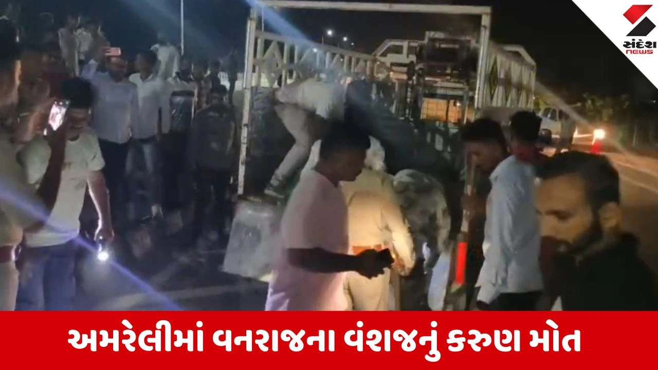 દાતરડી નજીક સિંહબાળનું વાહન અડફેટે મોત, વન્યજીવ પ્રેમીઓમાં રોષ.