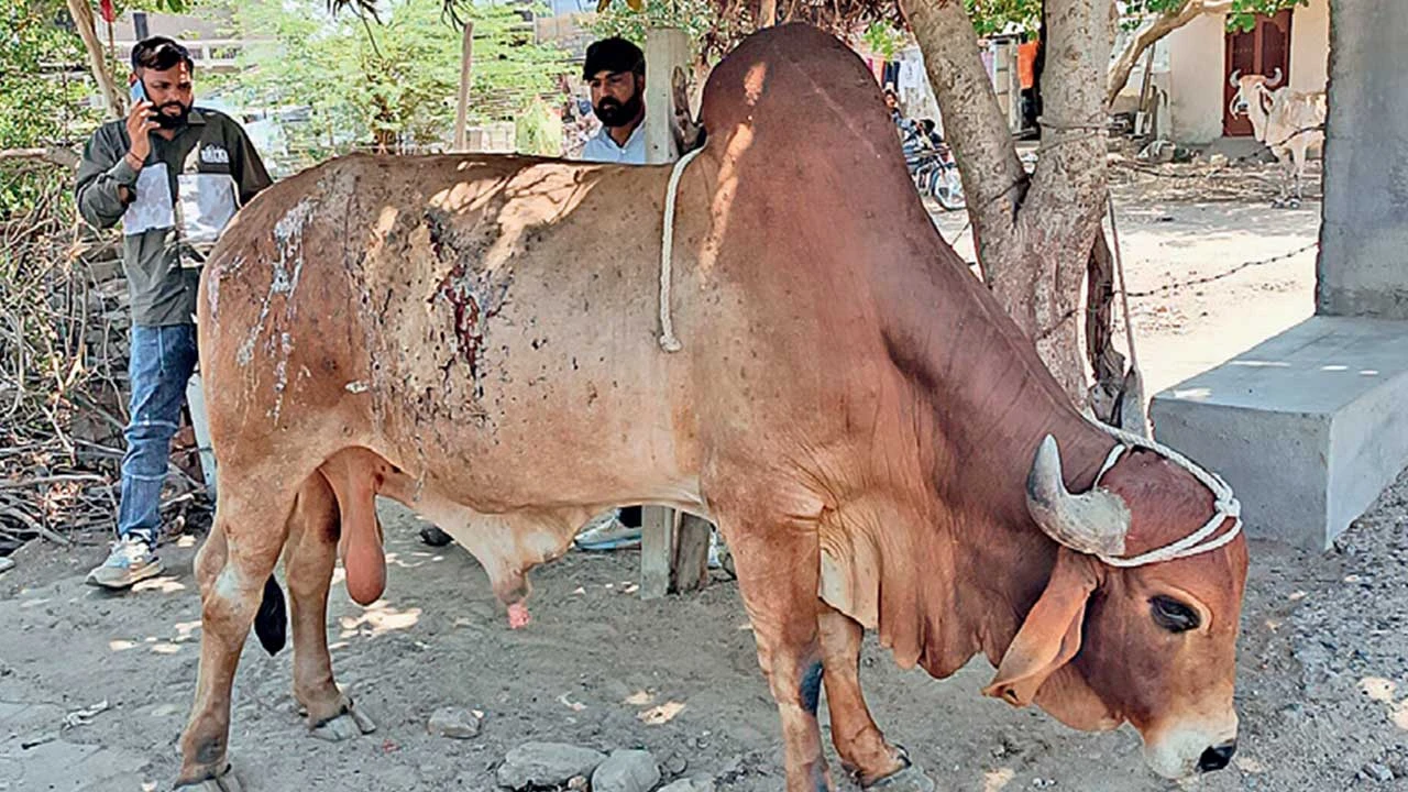 લખતરમાં ગૌવંશ પર જ્વલનશીલ પદાર્થ, જીવદયા પ્રેમીઓમાં રોષ.