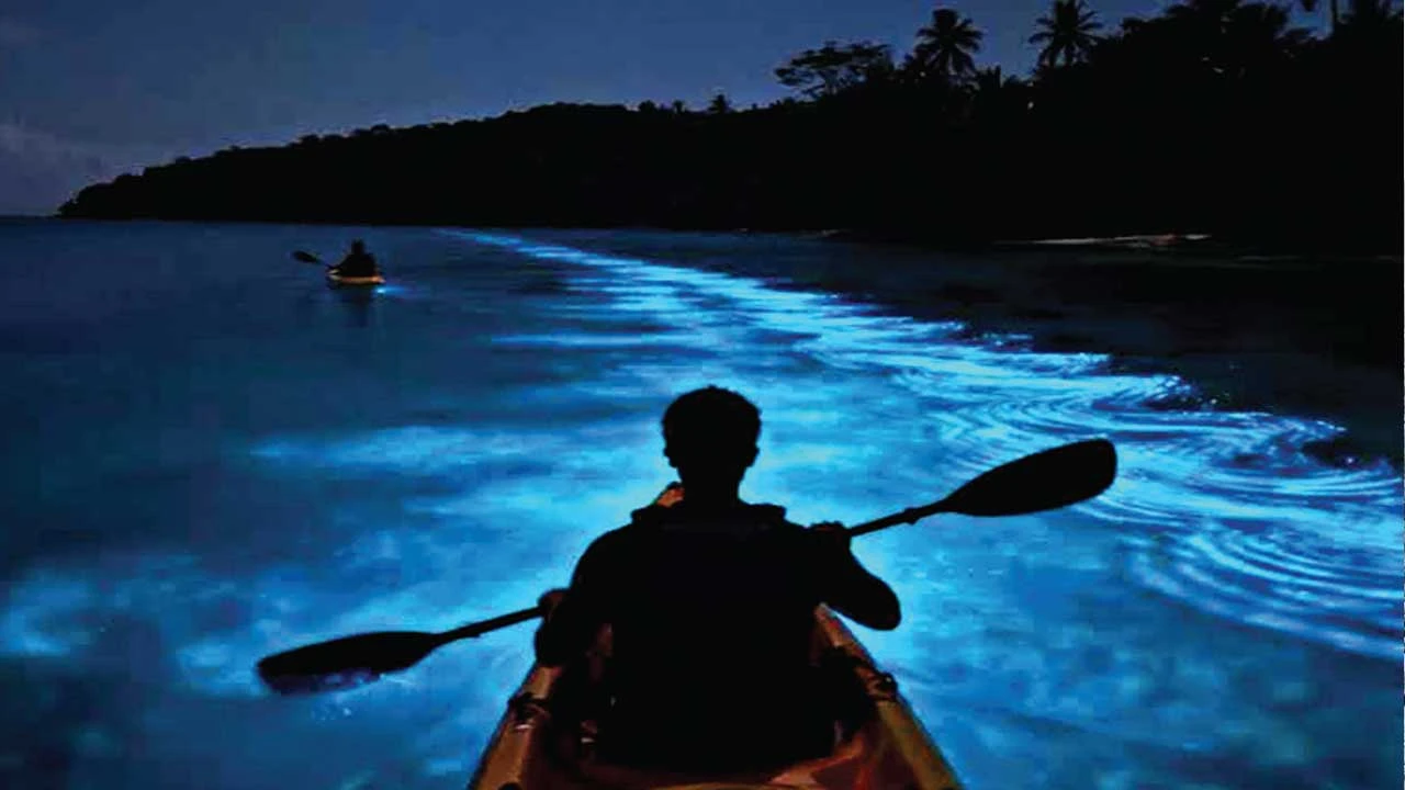 દરિયામાં ચમકતો 'કોલ્ડ લાઇટ' (Bioluminescence) નો જાદુ.