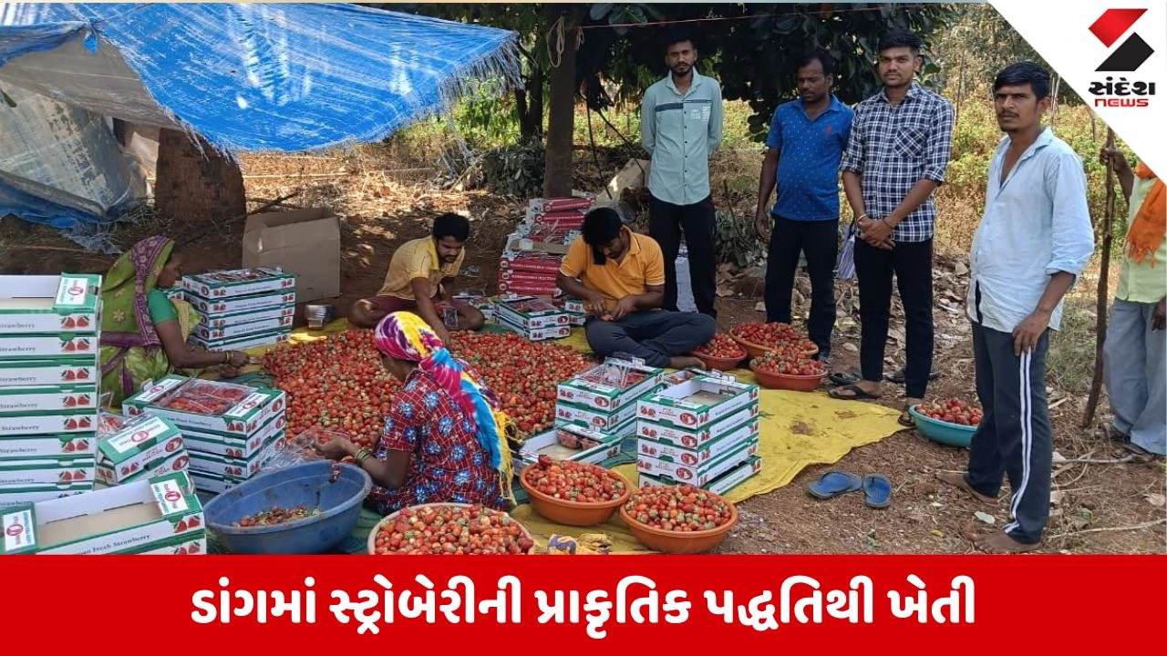Dang News: સ્ટોબેરીની ખેતીથી ખેડૂતોની કમાણીમાં બમ્પર ઉછાળો, જાણો કેટલી થાય છે કમાણી?